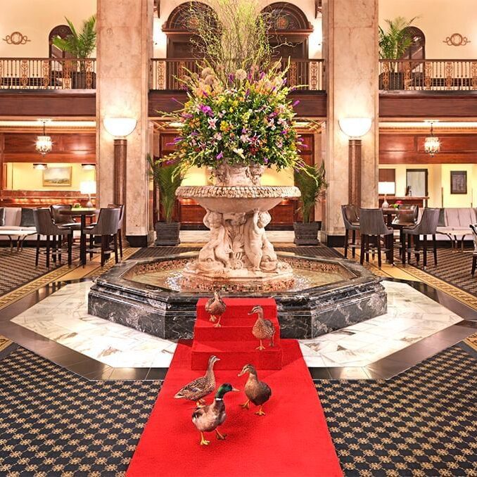 the-peabody-ducks_standard
